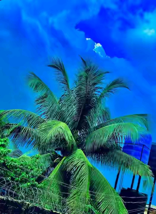 Opara Success Chidinma 